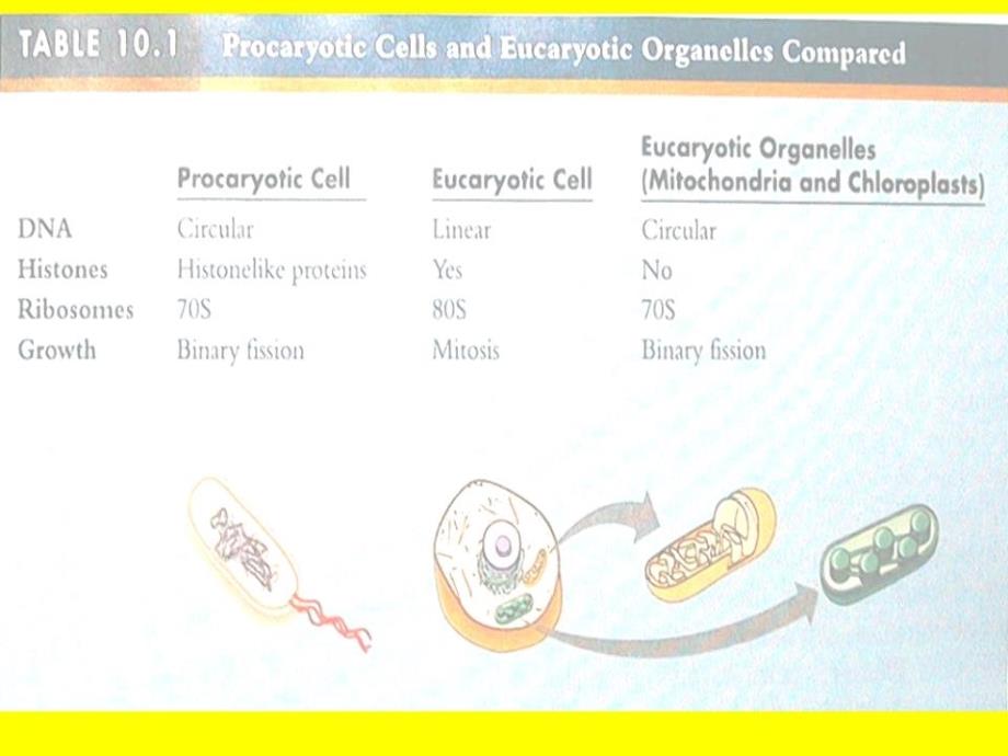 原核微生物形态结构.ppt_第3页