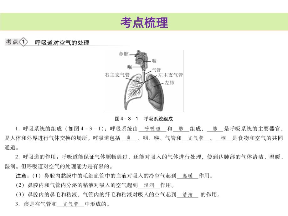 中考生物总复习课件第四单元第三章人体的呼吸共45.ppt_第3页