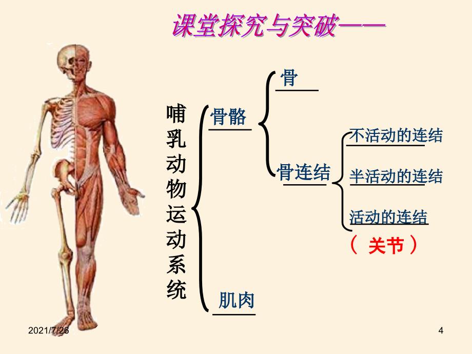 动物的运动和行为复习课详解课件_第4页