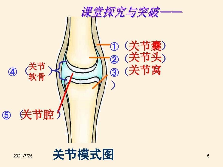 动物的运动和行为复习课详解课件_第5页