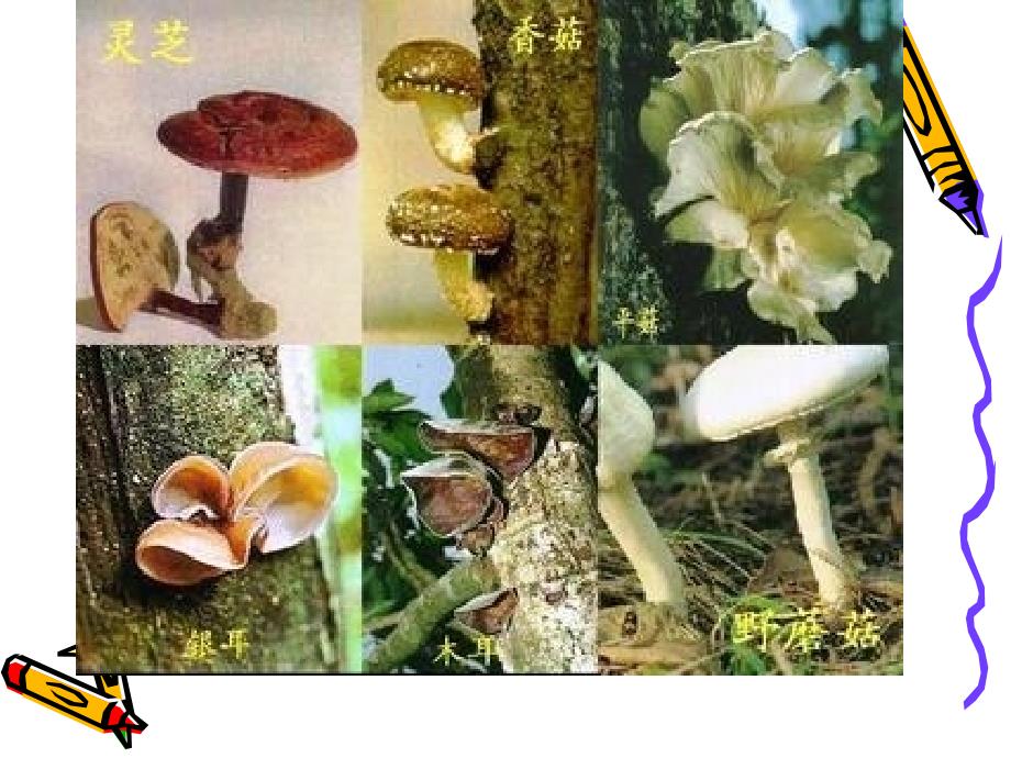 复件真菌特征以及真菌与人类的关系（共30张PPT）_第2页