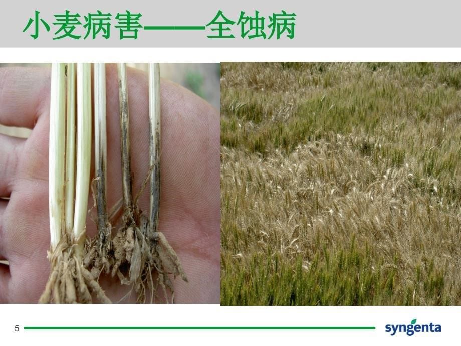 小麦播期病虫害防治技术_第5页