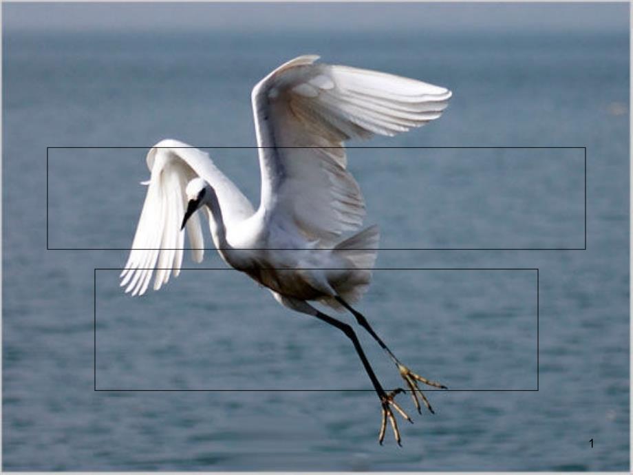 三年级下册科学他们都是鸟课堂PPT_第1页