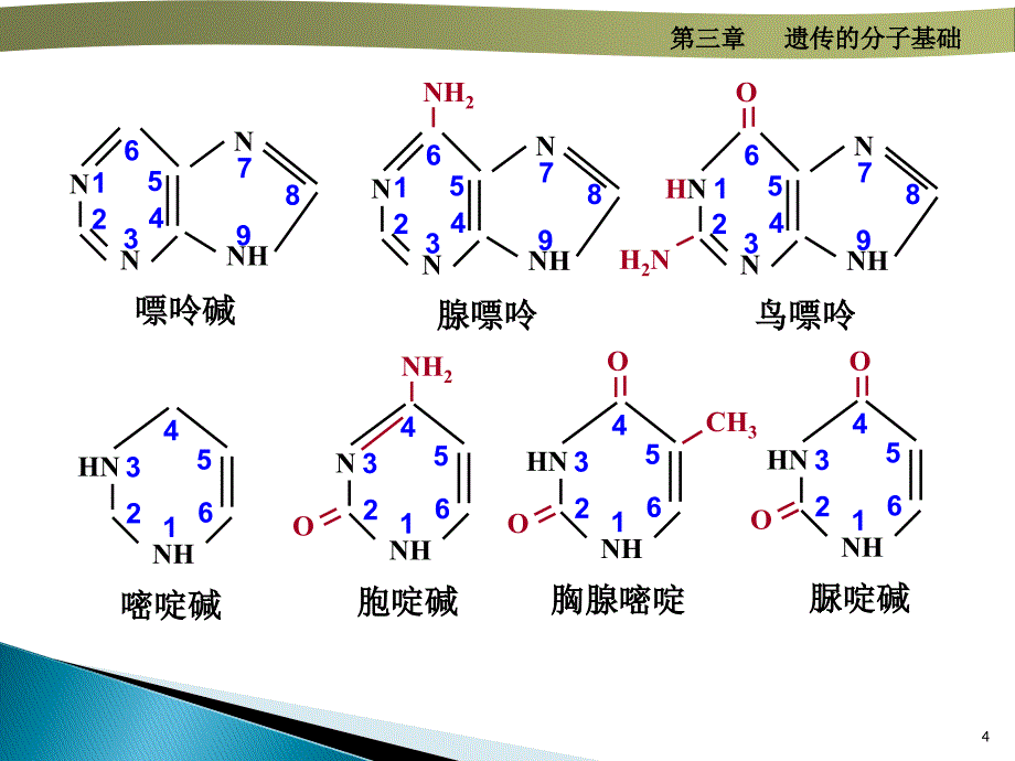 分子基础ppt课件_第4页