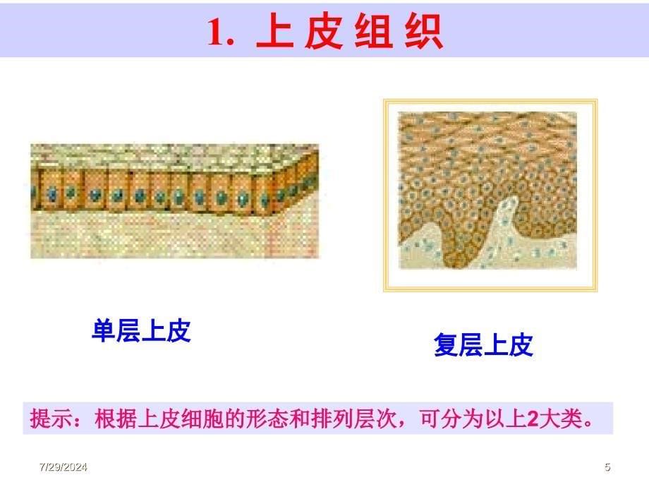 第一节《动物体的结构层次》PPT课件_第5页