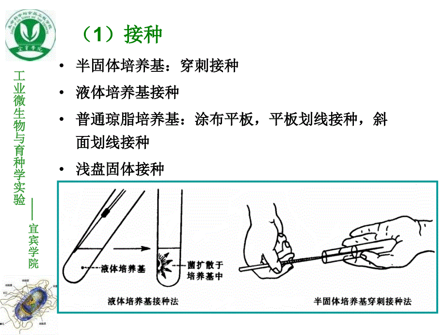 实验二微生物的分离纯化课件_第3页