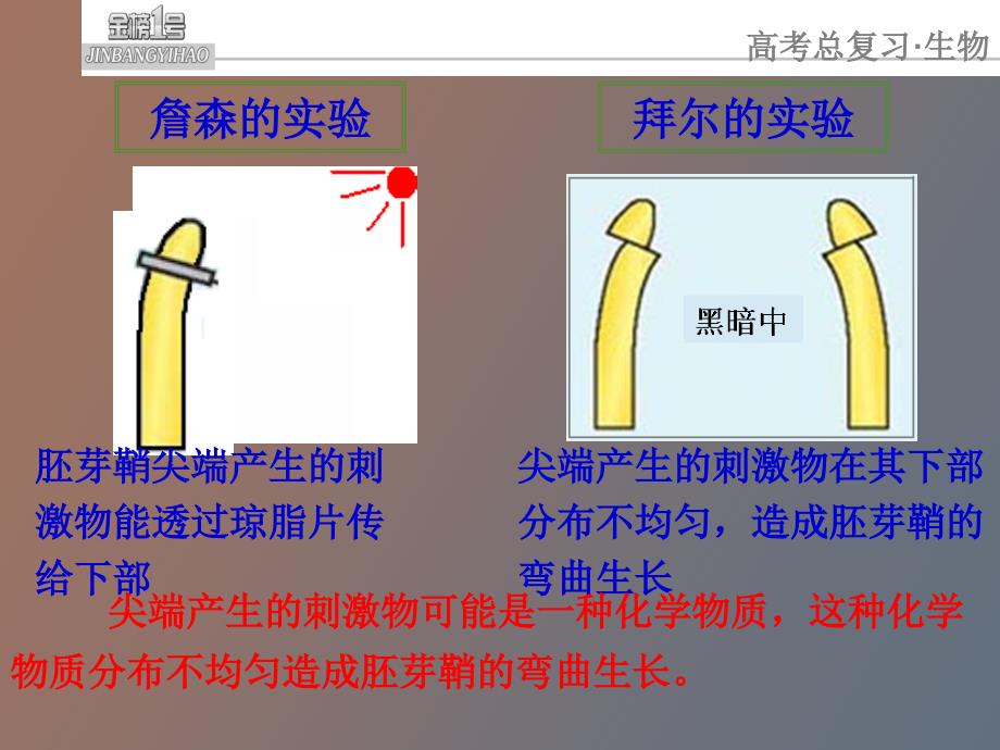 配学案植物激素的调节复习课件ga_第4页