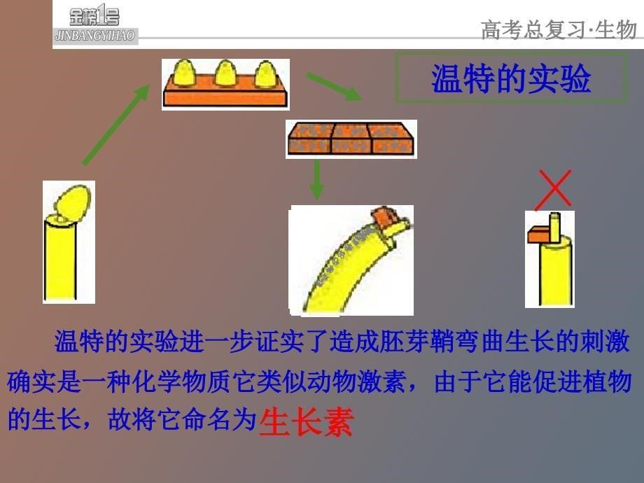 配学案植物激素的调节复习课件ga_第5页