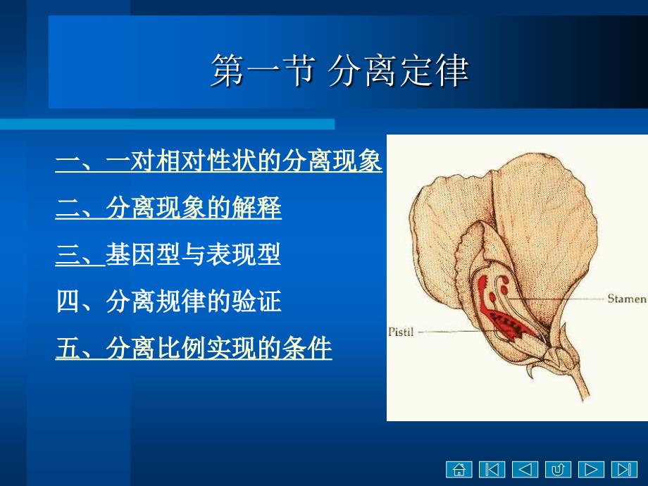 二章孟德尔定律ppt课件_第3页