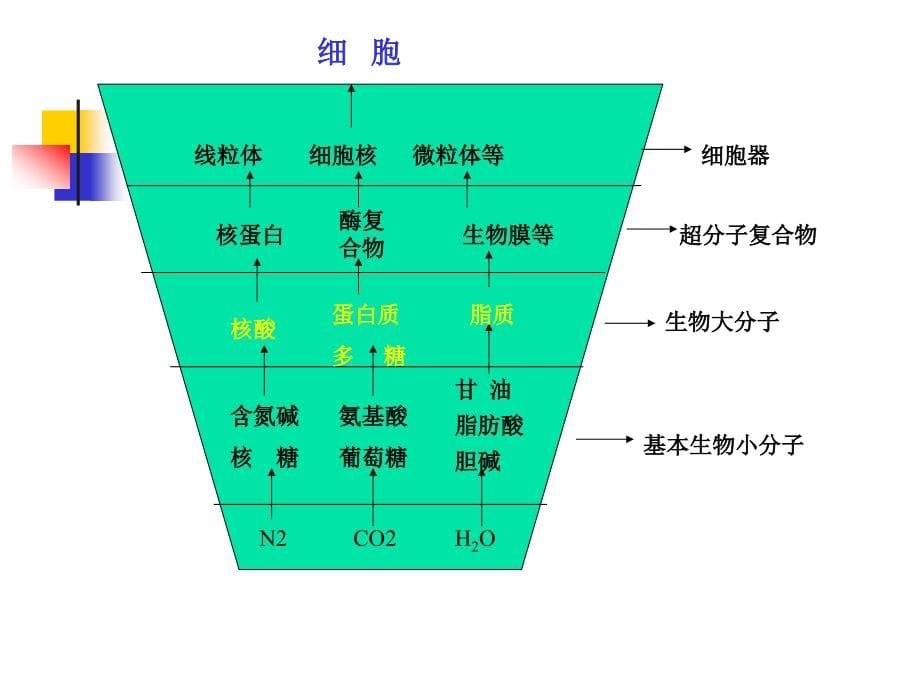 蛋白质生物化学_第5页