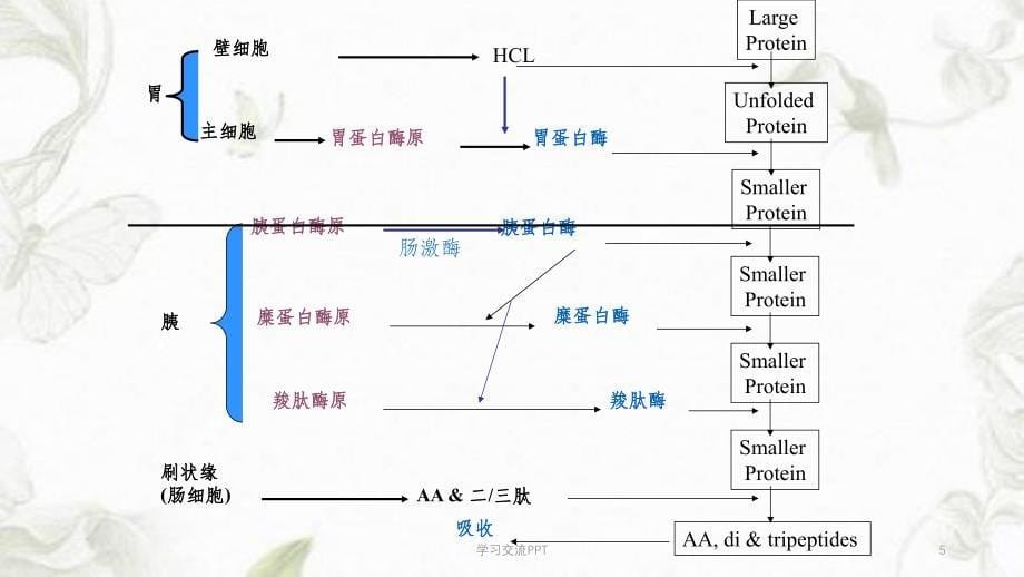 动物对蛋白质的消化课件_第5页