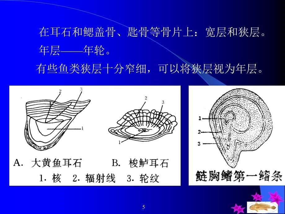 鱼类学（三） 第三篇 鱼类生物学基础——17 鱼类的年龄和生长_第5页