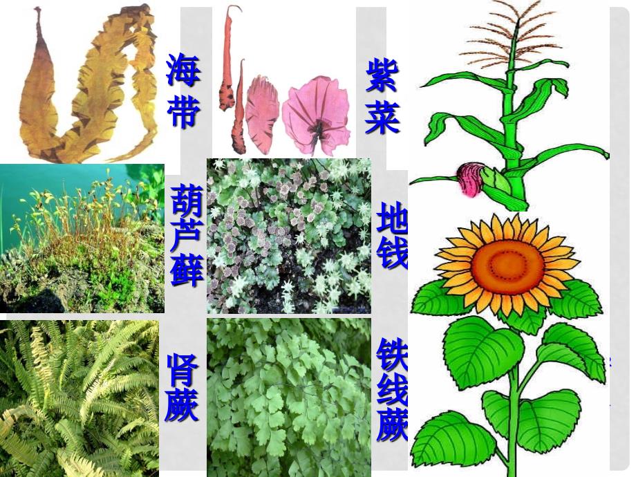 山东省临沂市费城镇初级中学七年级生物上册 第三单元 第一章 第一节《藻类植物》课件 新人教版_第2页