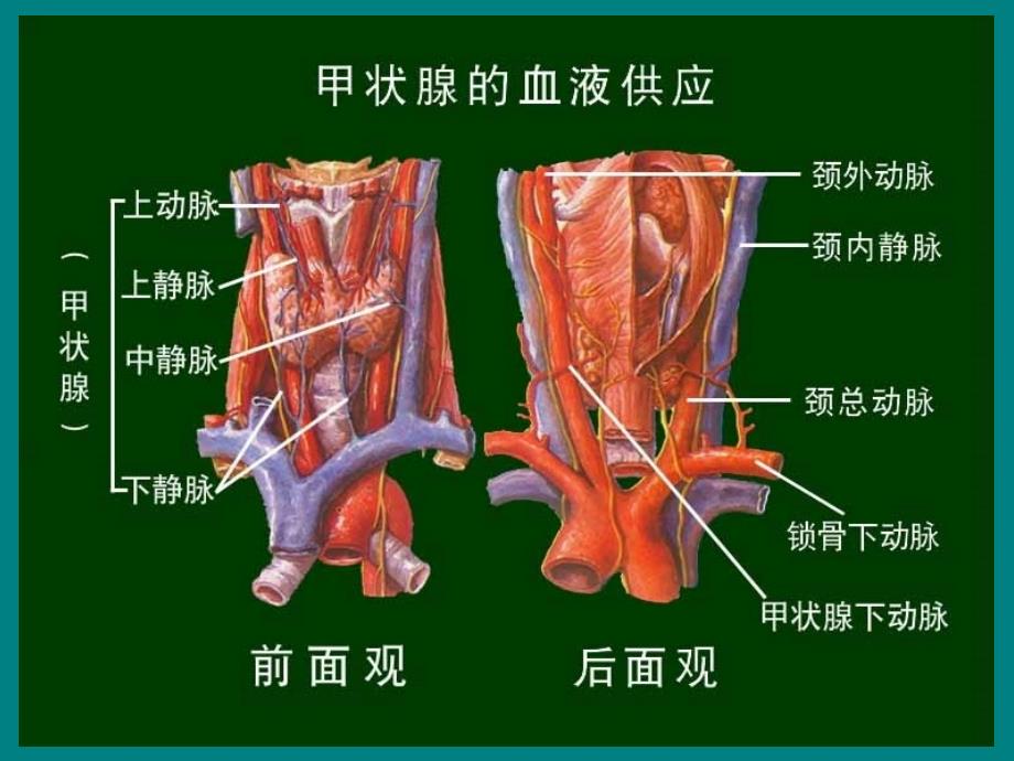 医药卫生甲状腺_第2页