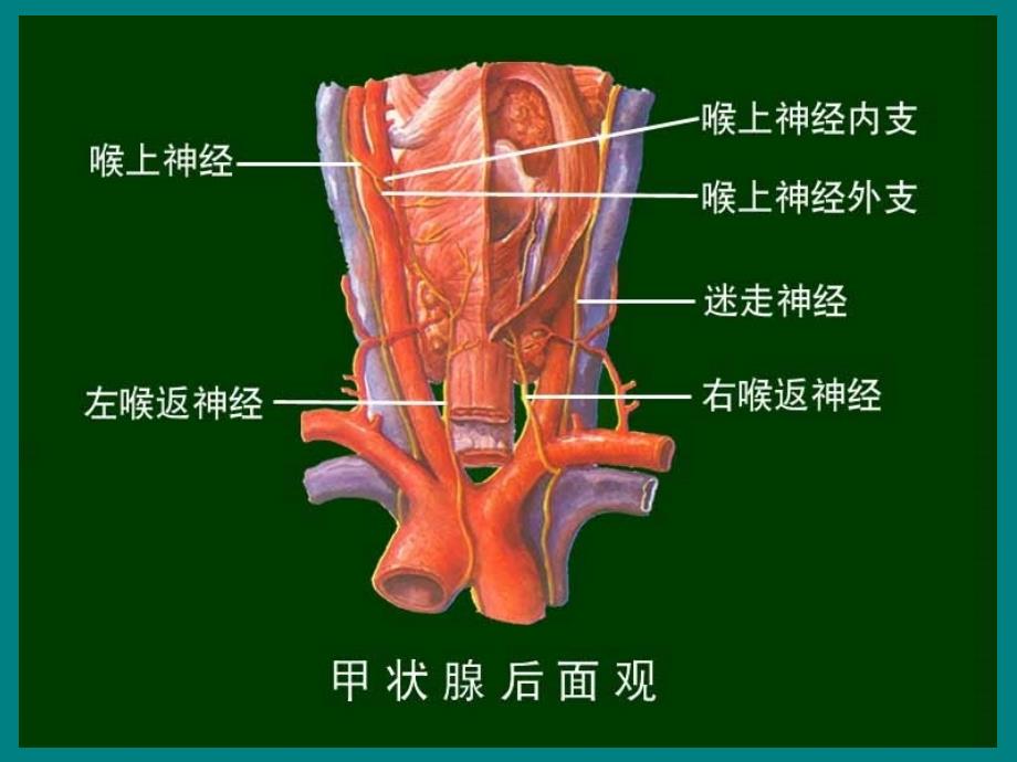 医药卫生甲状腺_第3页