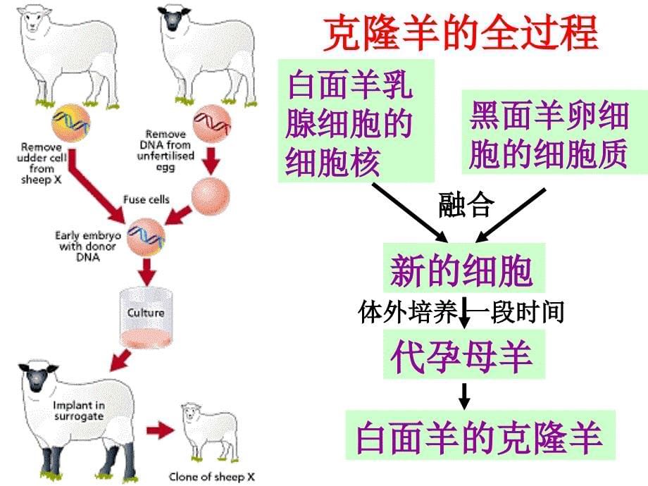 基因的本质课件_第5页