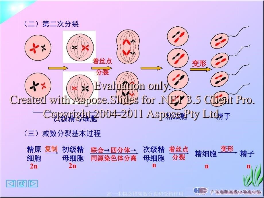 高一生物必修减数分裂和受精作用课件_第5页