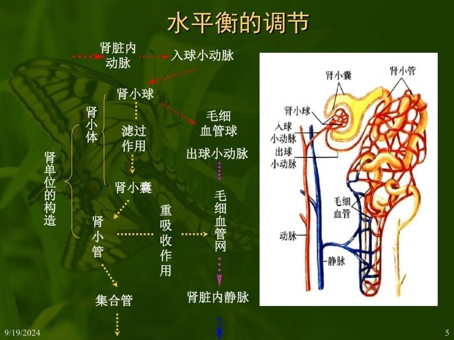 人体的稳态_第5页