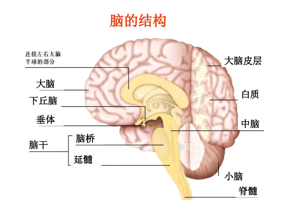 神经系统的分级调节.ppt_第3页