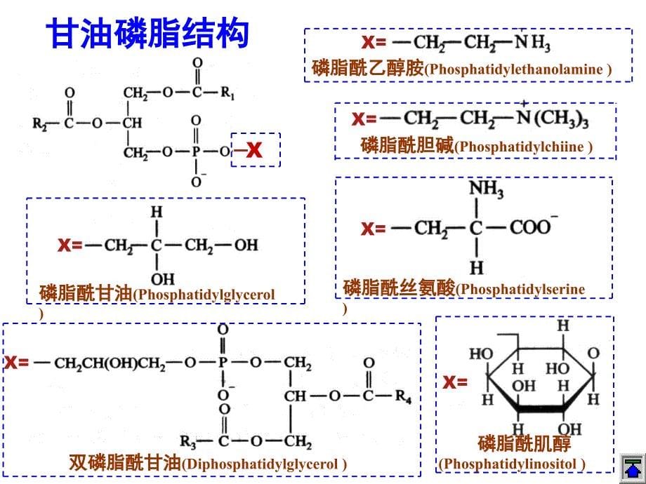 第6章生物膜结构与功能_第5页