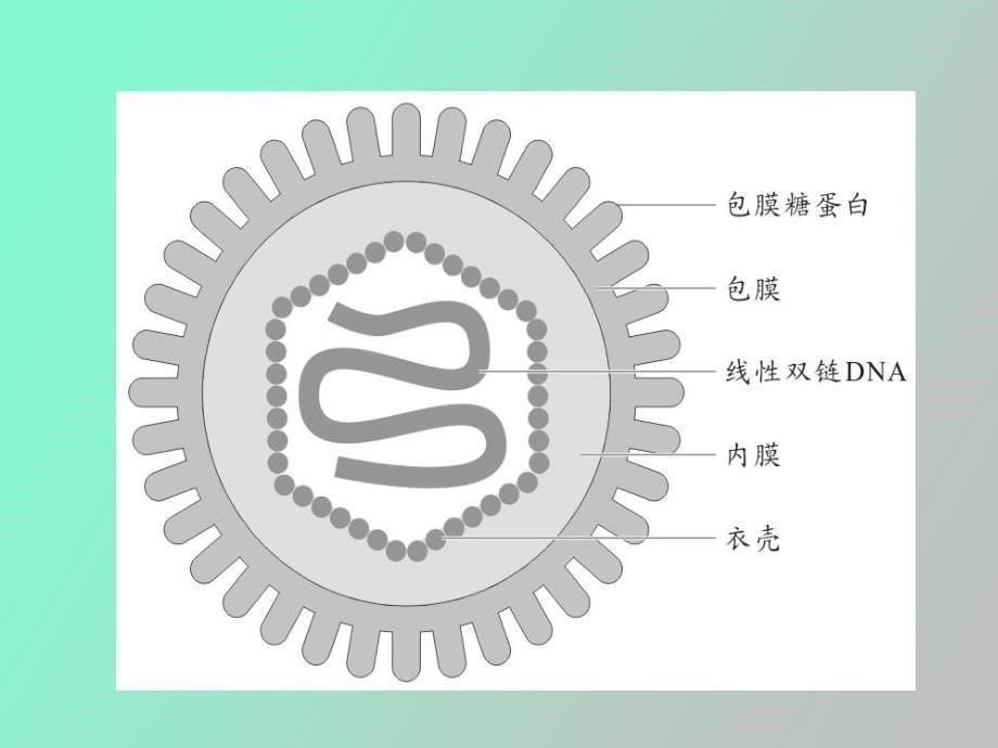 病毒性皮肤病和真菌性皮肤病_第5页