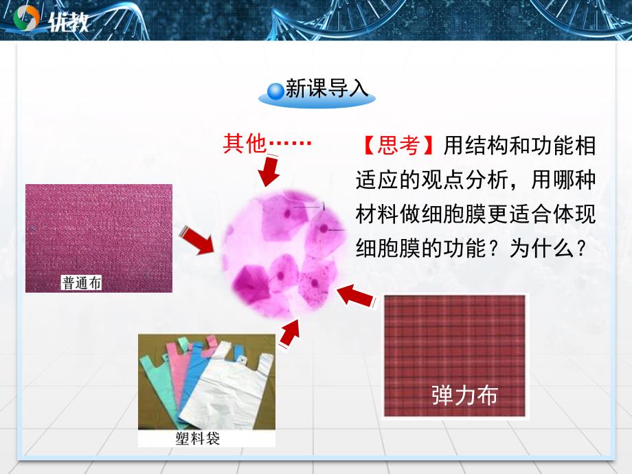 生物膜的流动镶嵌模型优教课件_第2页