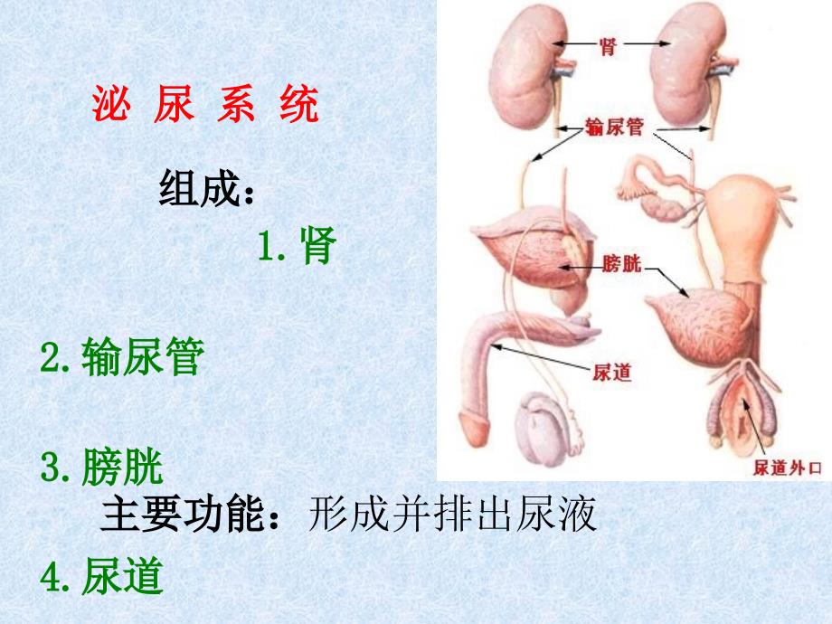 解剖--泌尿系统_第2页