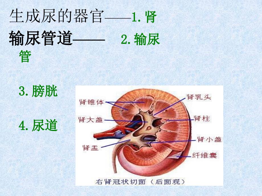 解剖--泌尿系统_第3页