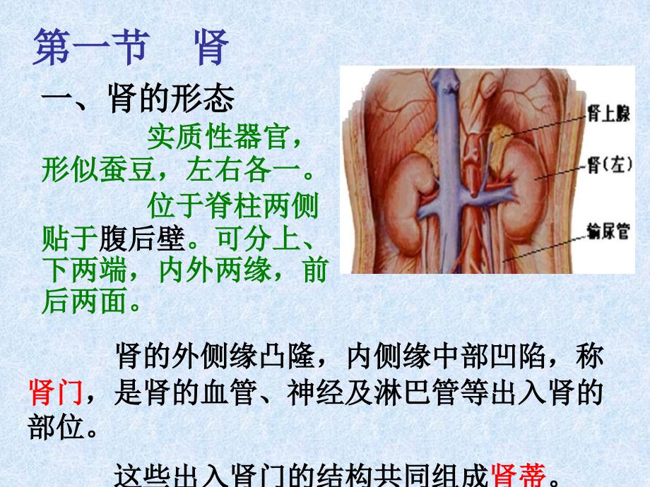 解剖--泌尿系统_第4页