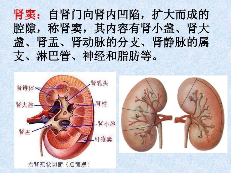 解剖--泌尿系统_第5页