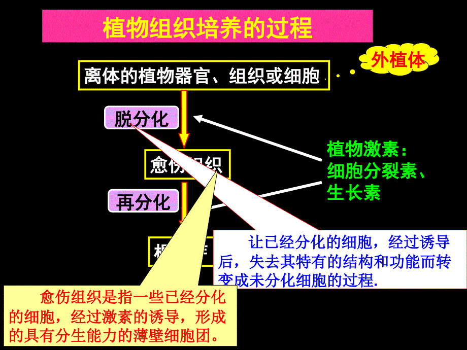 动物细胞培养_第2页