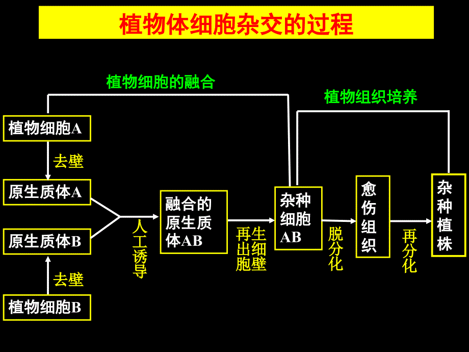 动物细胞培养_第4页