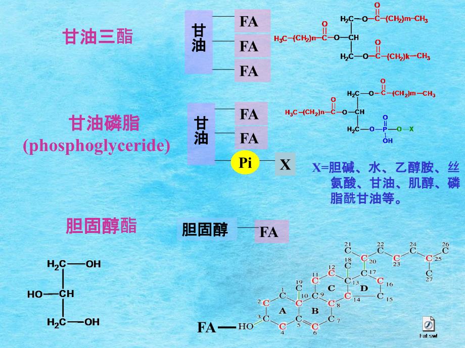 简生第七章脂代谢ppt课件_第3页