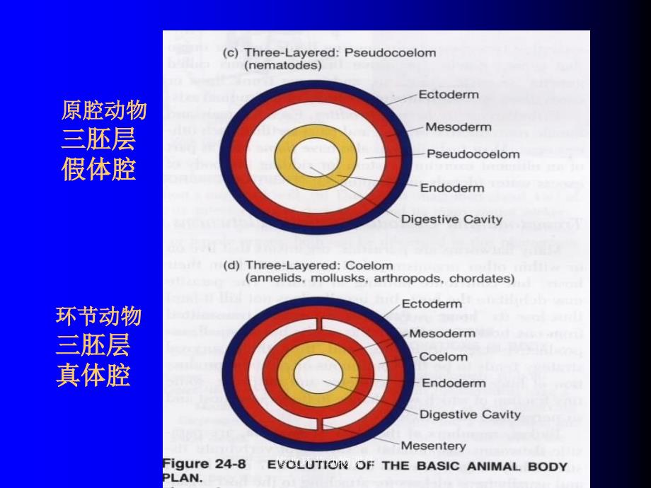 修改环节动物课件_第3页