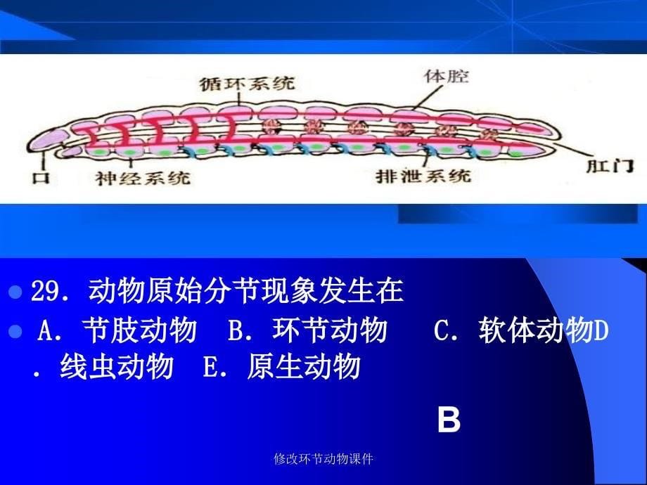 修改环节动物课件_第5页