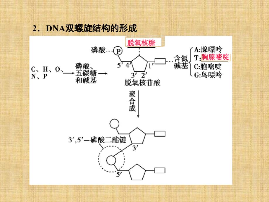 高考生物一轮复习人教版DNA分子的结构、复制及基因的本质名师制作优质ppt课件_第3页