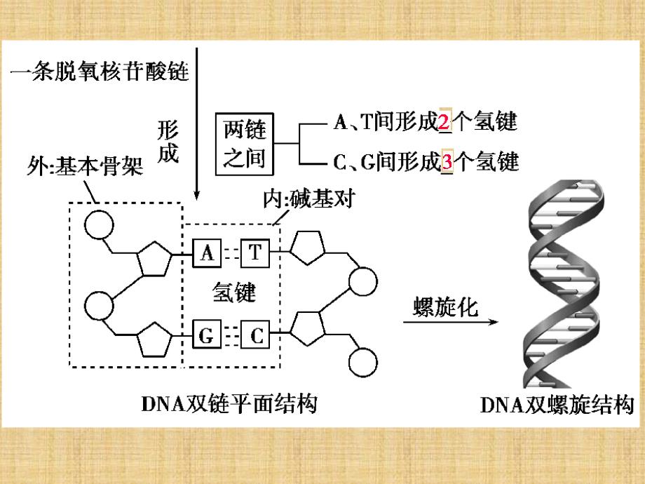 高考生物一轮复习人教版DNA分子的结构、复制及基因的本质名师制作优质ppt课件_第4页