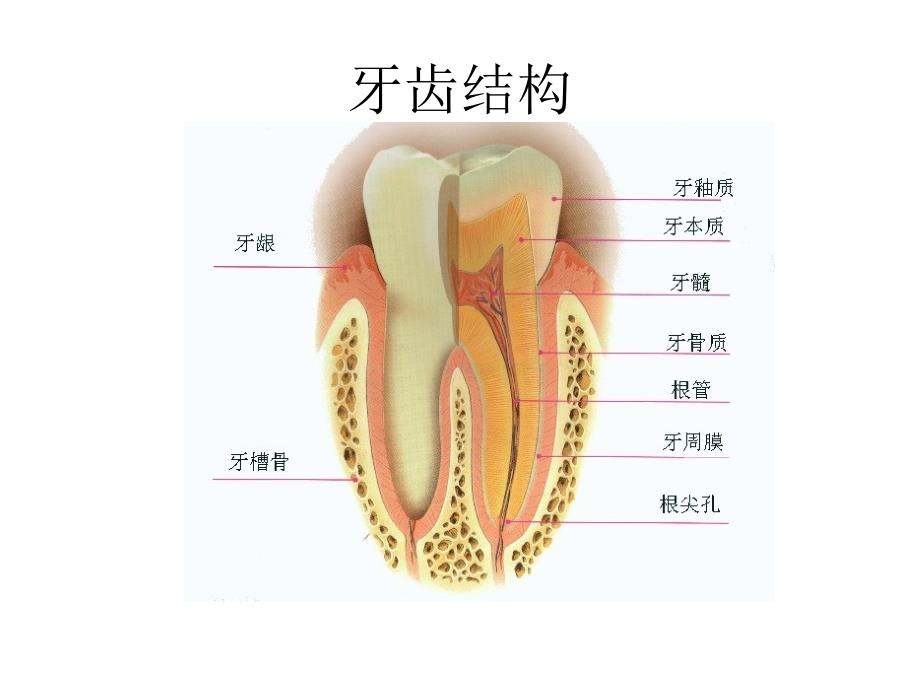 口腔内科病人的护理_第3页