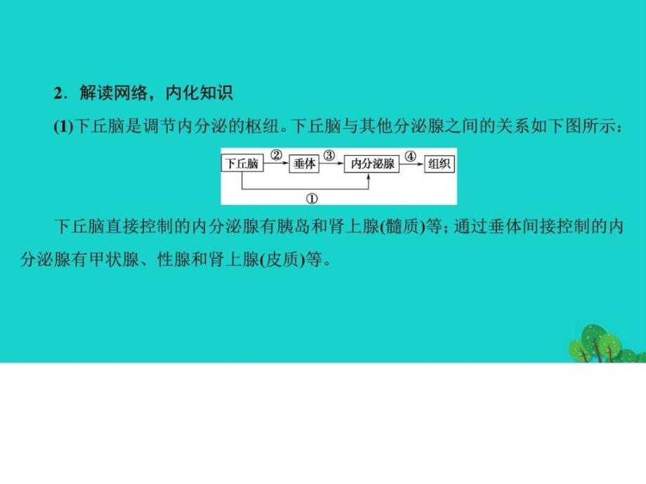 高中生物第2章动物生命活动的调节下丘脑.ppt_第3页