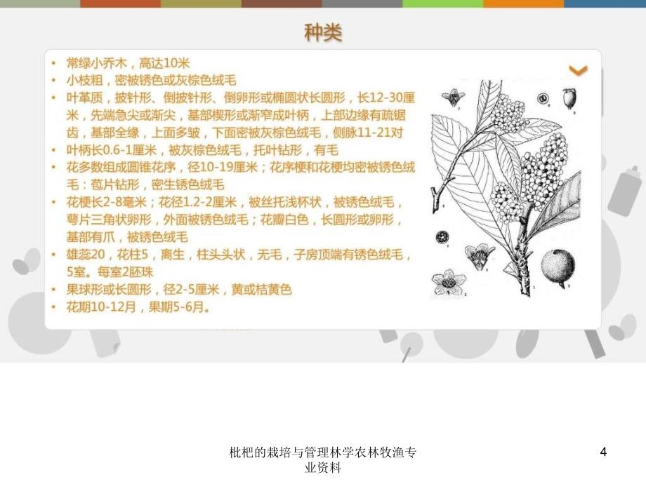 枇杷的栽培与管理林学农林牧渔专业资料课件_第4页