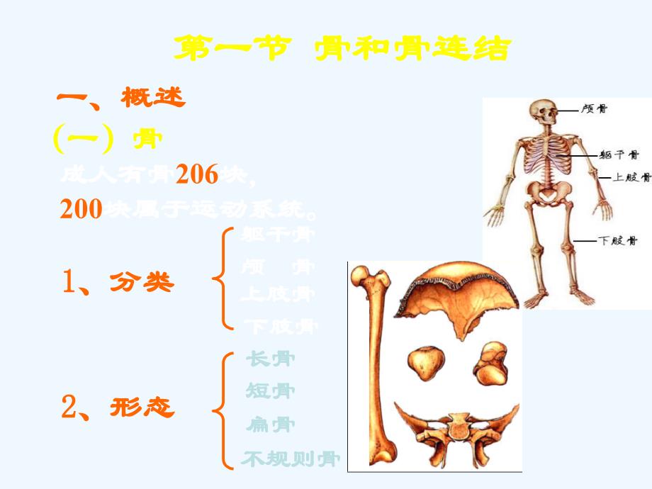 下肢骨主要关节_第4页