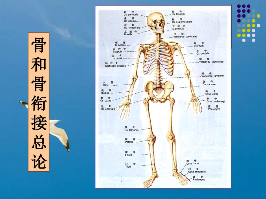 人体组织解剖学运动系统ppt课件_第4页