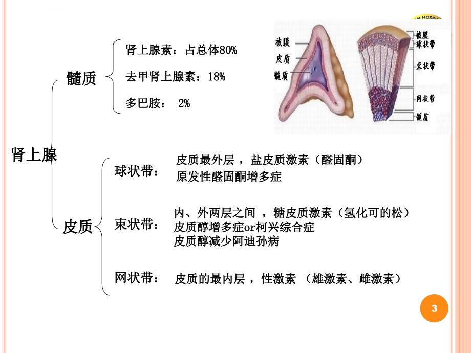 肾上腺手术的麻醉ppt课件_第3页