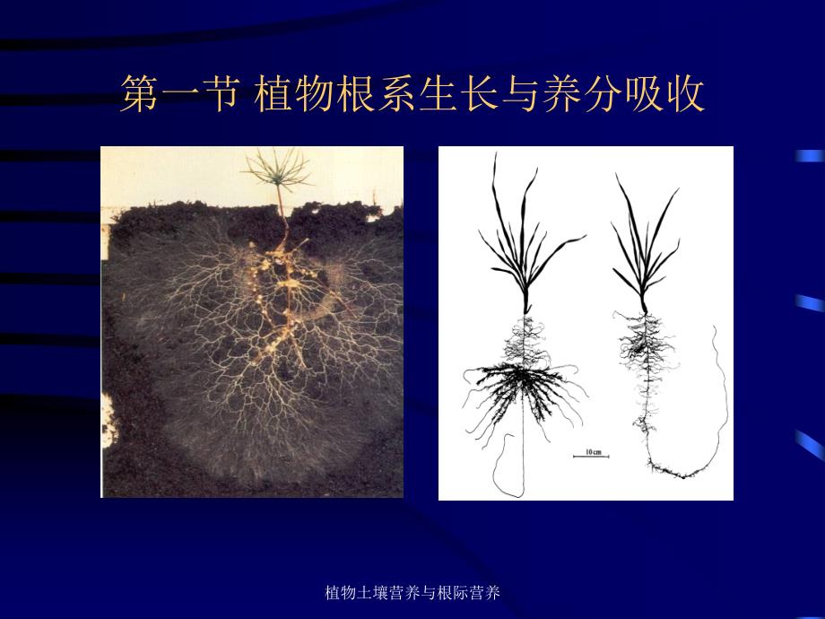 植物土壤营养与根际营养课件_第2页