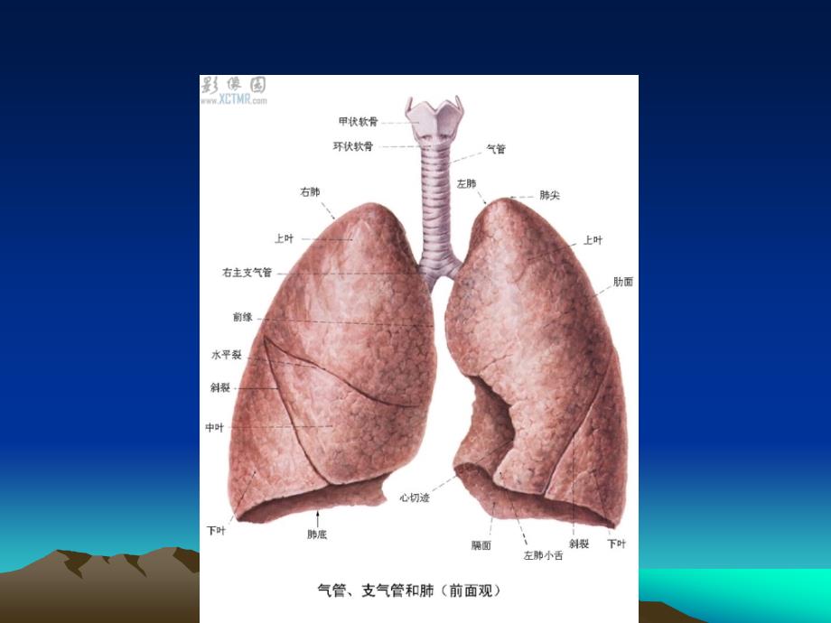 CT正常彩色解剖图-肺段_第4页