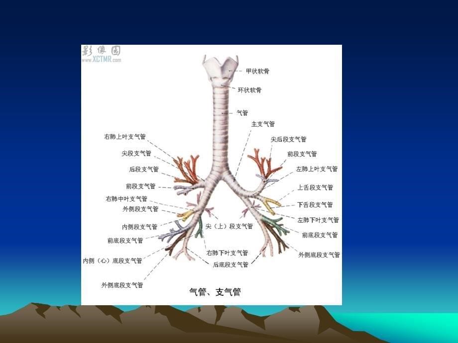 CT正常彩色解剖图-肺段_第5页