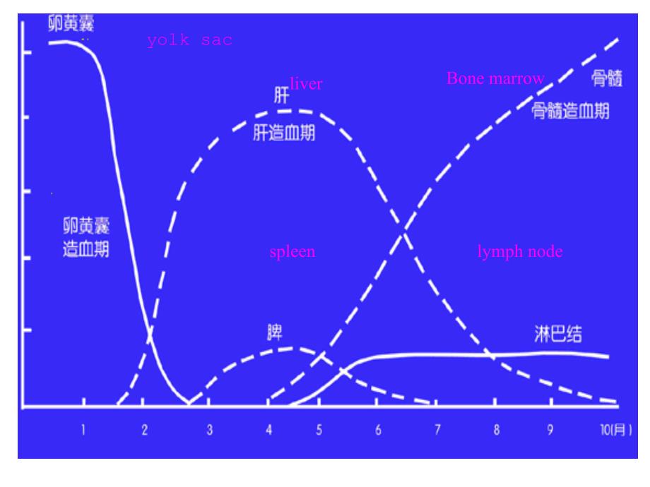 缺铁性贫血讲座_第3页