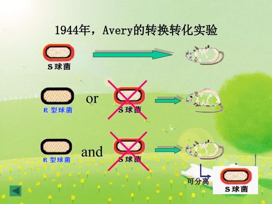 thefourthchapternucleicacidchemistry_第5页