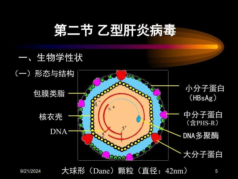 第二十八章肝炎病毒PPT课件_第5页