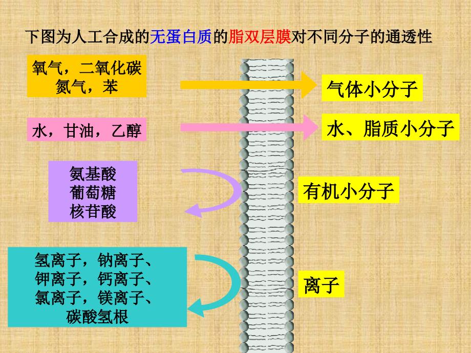 物质跨膜运输的方式(课件).ppt_第2页